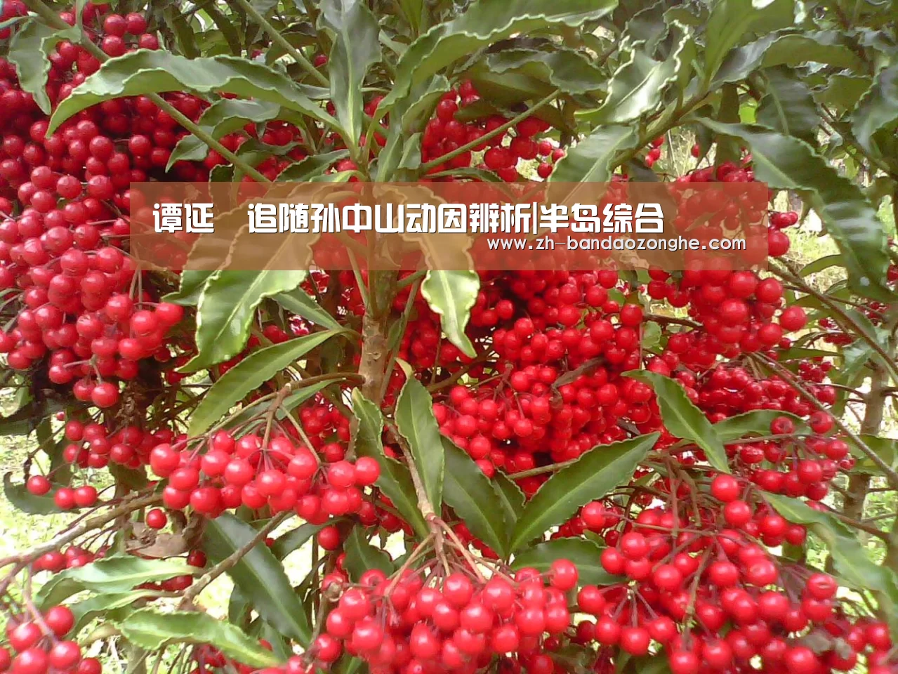 半岛综合